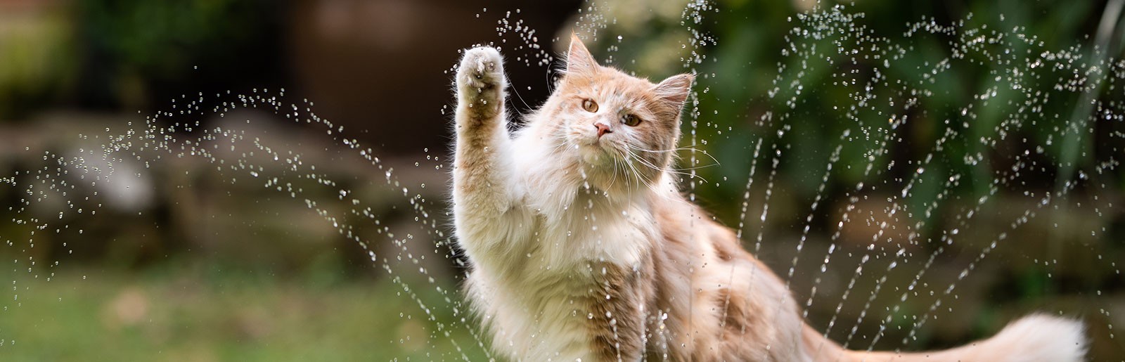 Dodatkowe produkty dla kotów