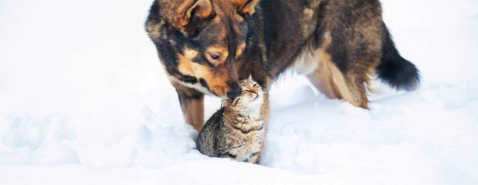 Ponieważ prawdziwa miłość przechodzi przez miskę